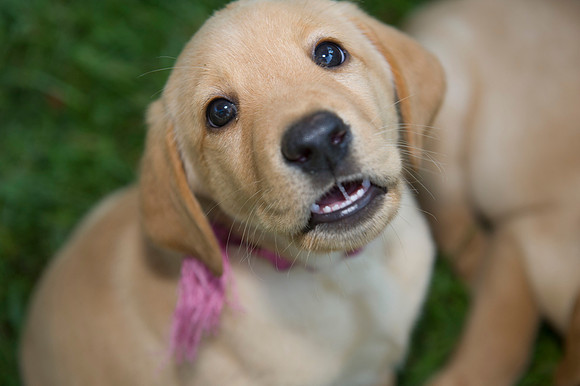Jolie's puppys 019