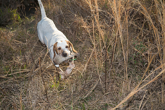 covey rise bird hunt 251
