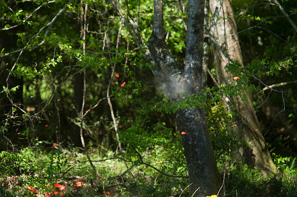 2017 CCA Sporting Clays  316
