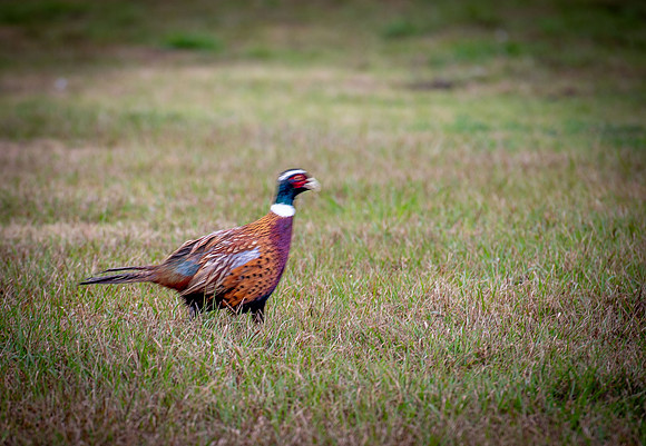 120625 Covey Creek 117