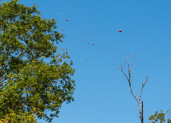 CCA sporting clays 125