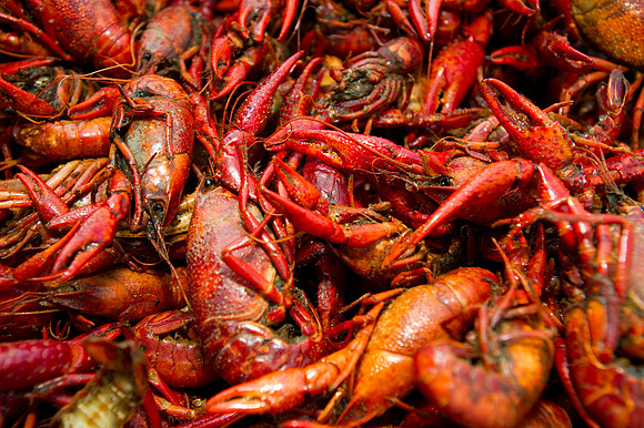 Seafood gala 094