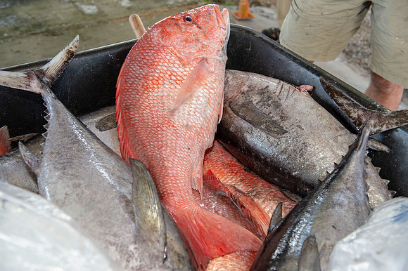 CHS fishing rodeo 2019 025