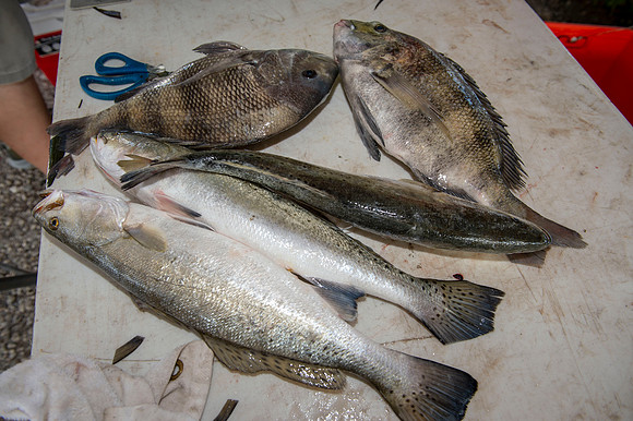 CHS fishing rodeo 2019 081