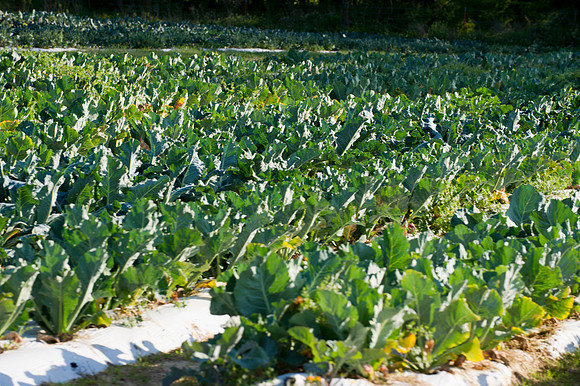 CCA 2014 Sporting Clays 076