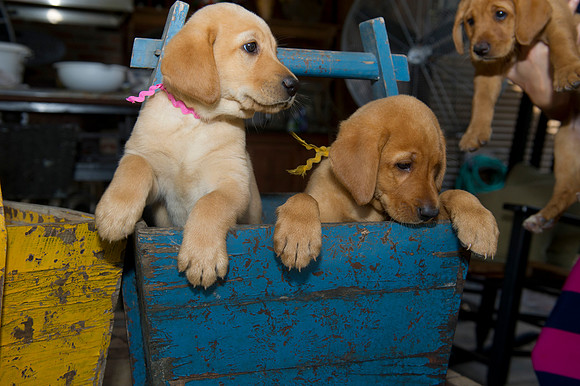 Jolie's puppys 045