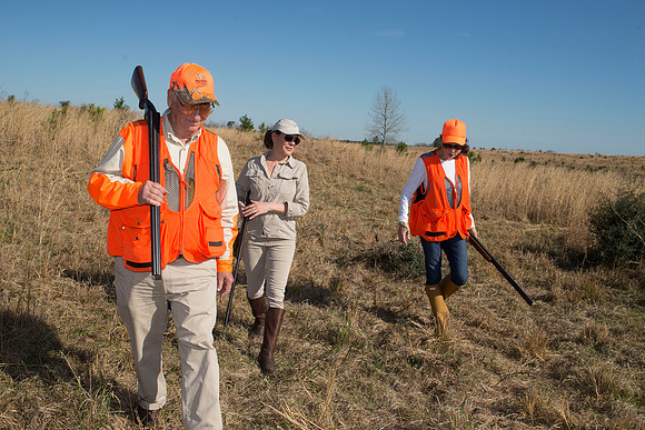covey rise bird hunt 162