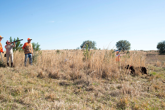 covey rise bird hunt 140