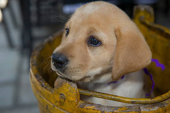 Jolie's puppys 166