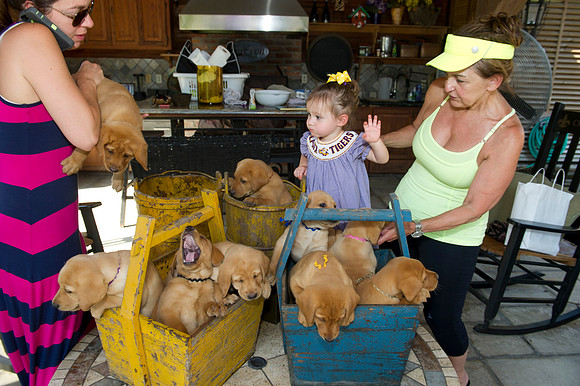 Jolie's puppys 108