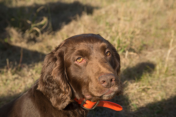 covey rise bird hunt 182