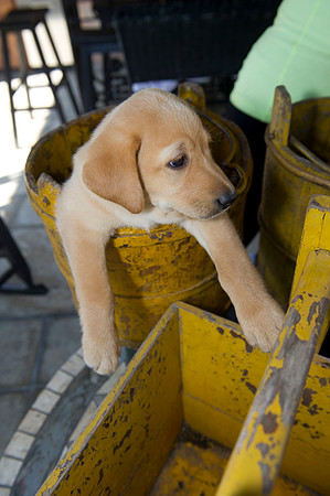 Jolie's puppys 174