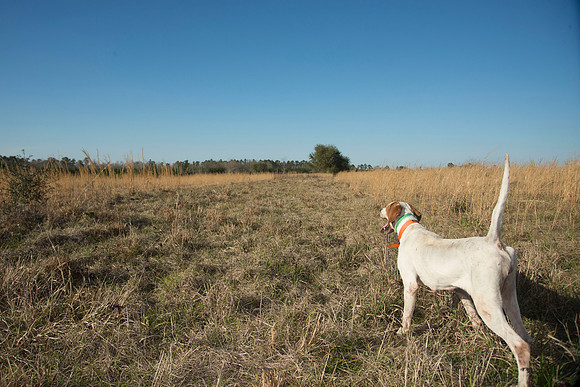 covey rise bird hunt 199