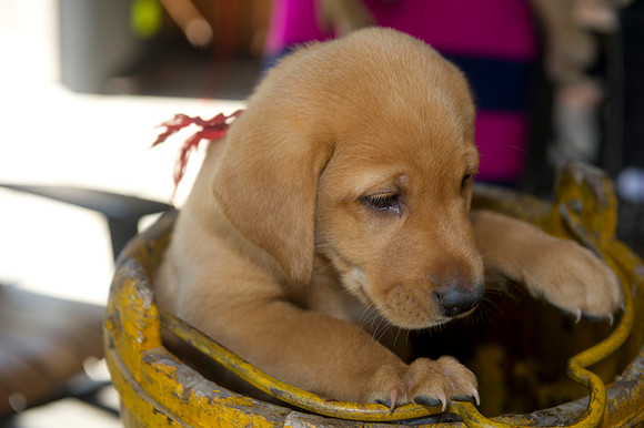 Jolie's puppys 158