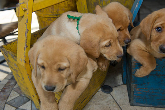 Jolie's puppys 087