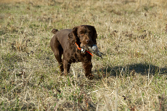 covey rise bird hunt 061