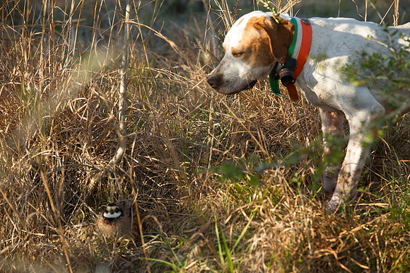 covey rise bird hunt 110