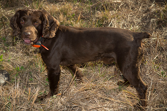 covey rise bird hunt 233