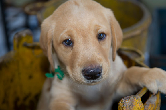 Jolie's puppys 144