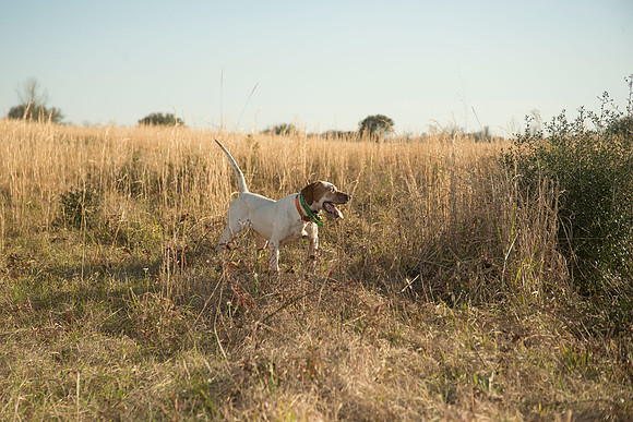 covey rise bird hunt 220