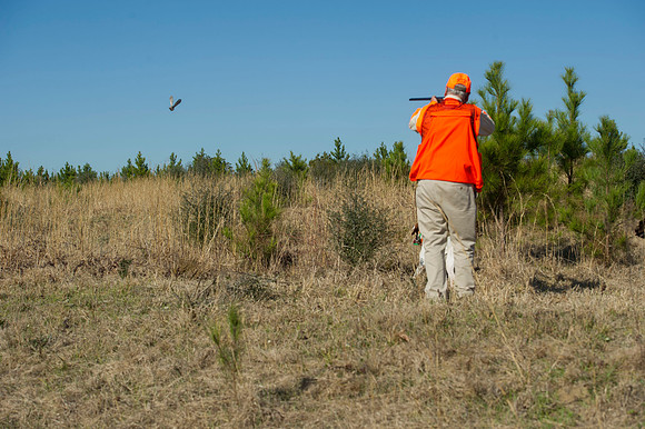 covey rise bird hunt 027