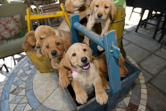 Jolie's puppys 093