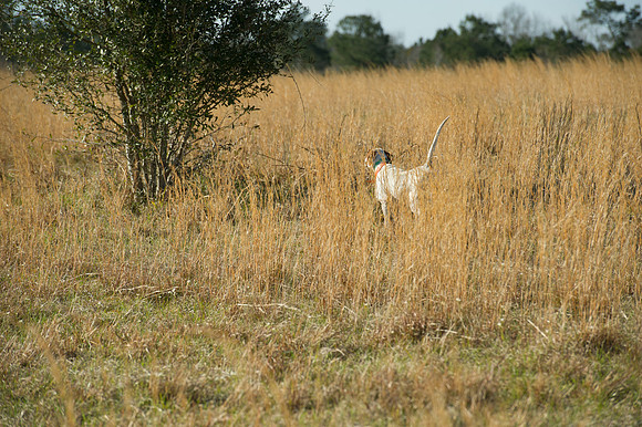 covey rise bird hunt 042