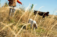 covey rise bird hunt 019