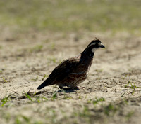 covey rise bird hunt 003