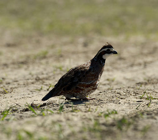 covey rise bird hunt 003