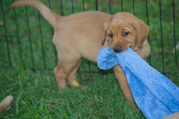 Jolie's puppys 195