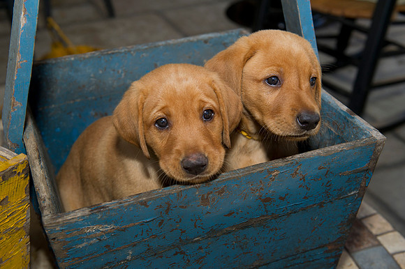 Jolie's puppys 053