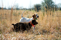 covey rise bird hunt 014