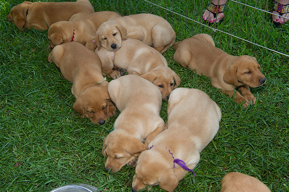 Jolie's puppys 020