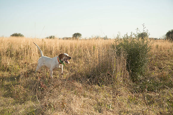 covey rise bird hunt 218