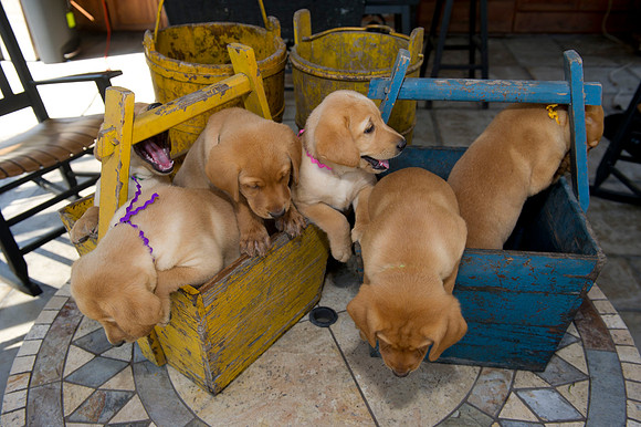 Jolie's puppys 084