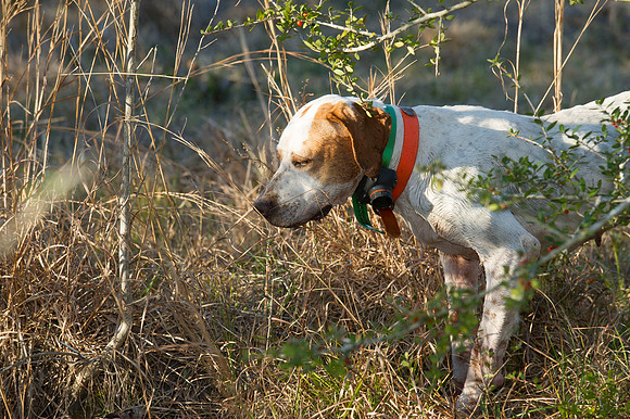 covey rise bird hunt 113