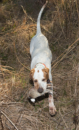 covey rise bird hunt 252