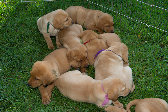 Jolie's puppys 012