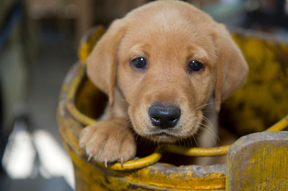 Jolie's puppys 154