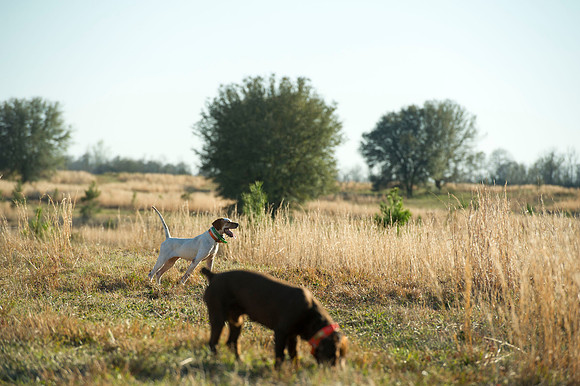 covey rise bird hunt 090