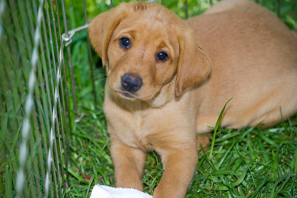 Jolie's puppys 191
