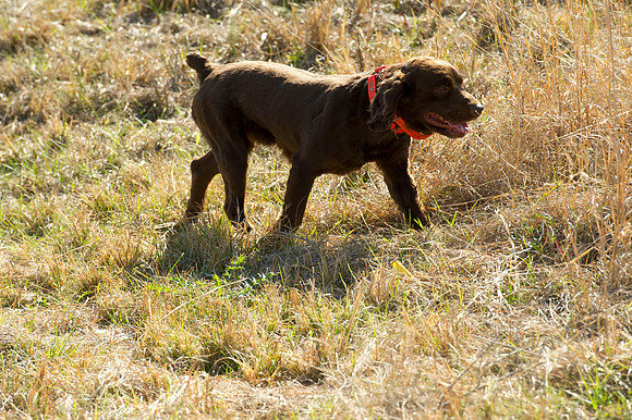 covey rise bird hunt 024