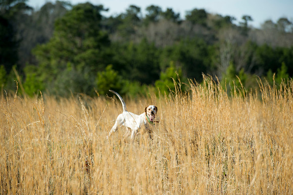 covey rise bird hunt 067