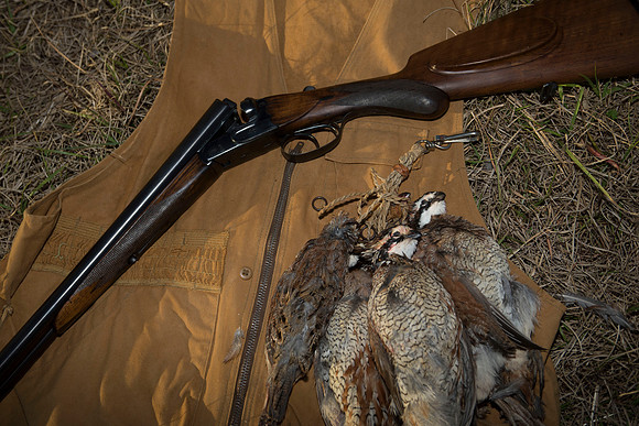 covey rise bird hunt 272