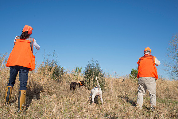 covey rise bird hunt 172