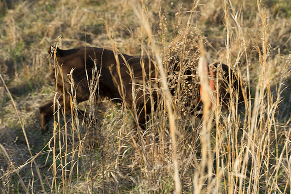 covey rise bird hunt 120