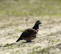 covey rise bird hunt 004