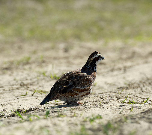 covey rise bird hunt 004