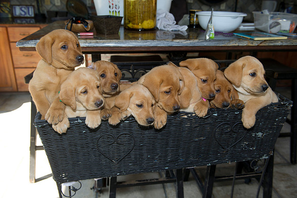 Jolie's puppys 122